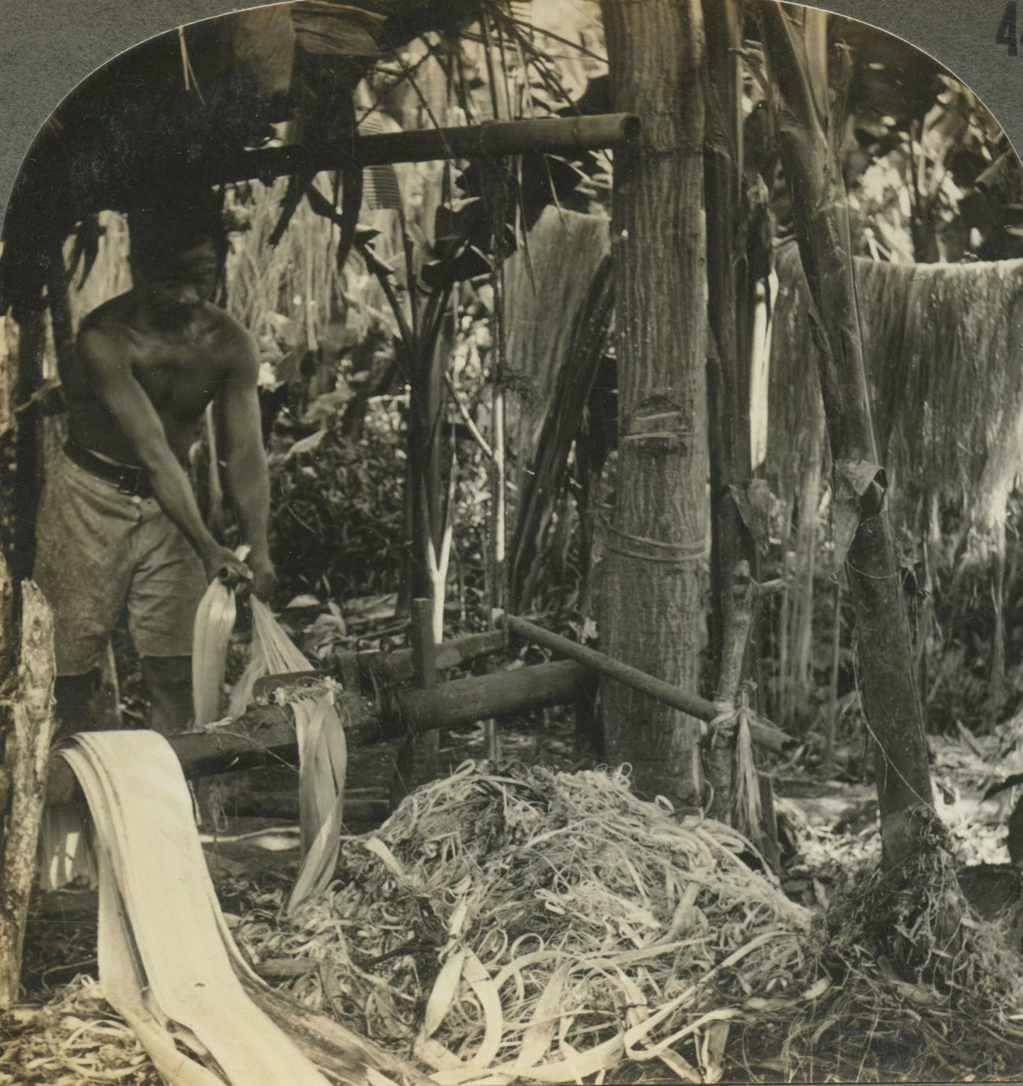 FARMING HEMP INDUSTRY WORKERS, VINT PHOTO, PRODUCTION
