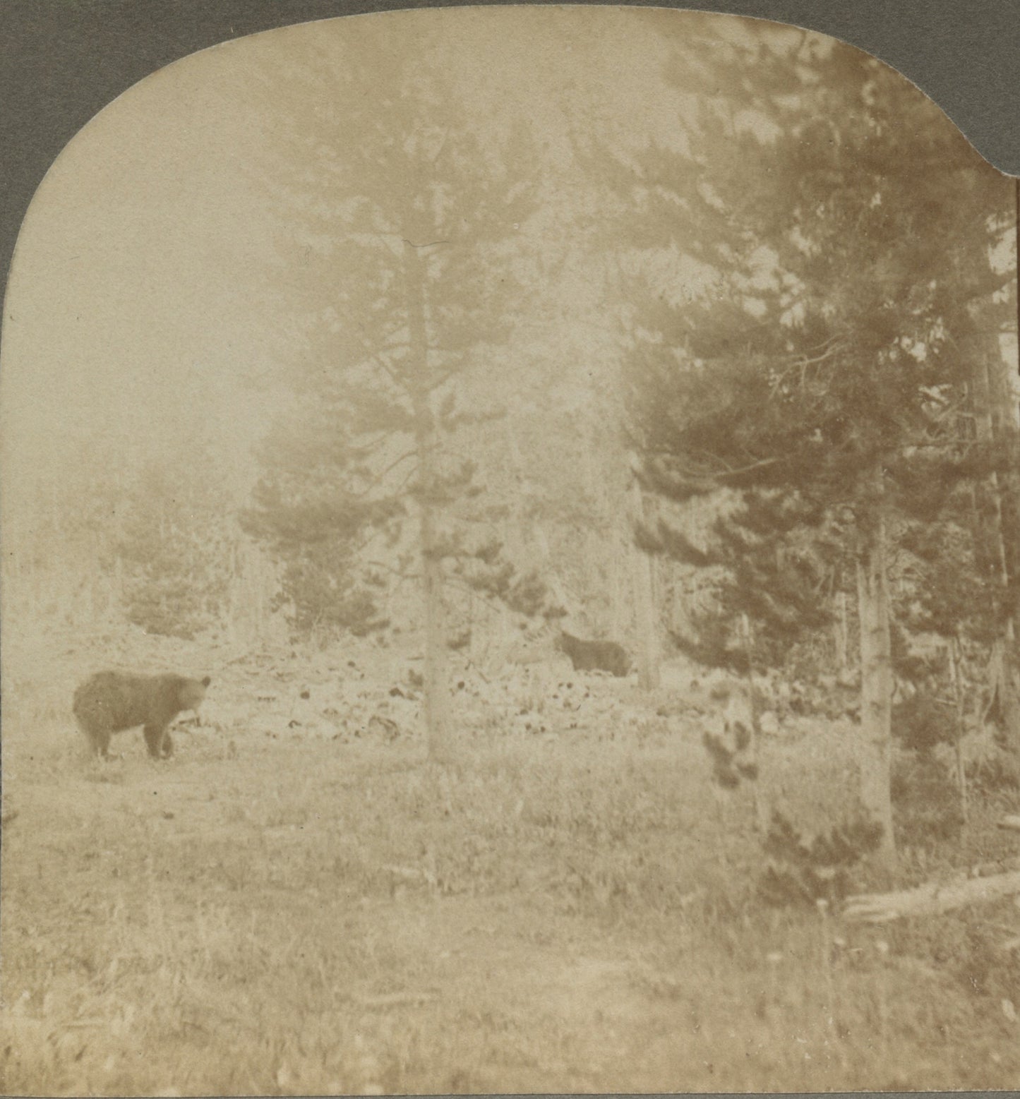 WILDLIFE/ANIMALS, BEARS IN NATURAL HABITAT, VINT PHOTO