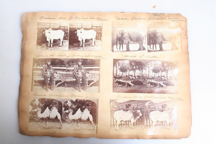 SET OF 12 STEREOVIEWS OF MANY ANIMALS AT LONDON ZOO