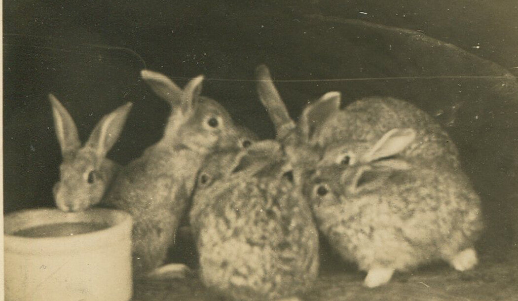 Vintage 6-Print Set: 1950s Silver Gelatin Photos of People with Livestock and Pets, Original