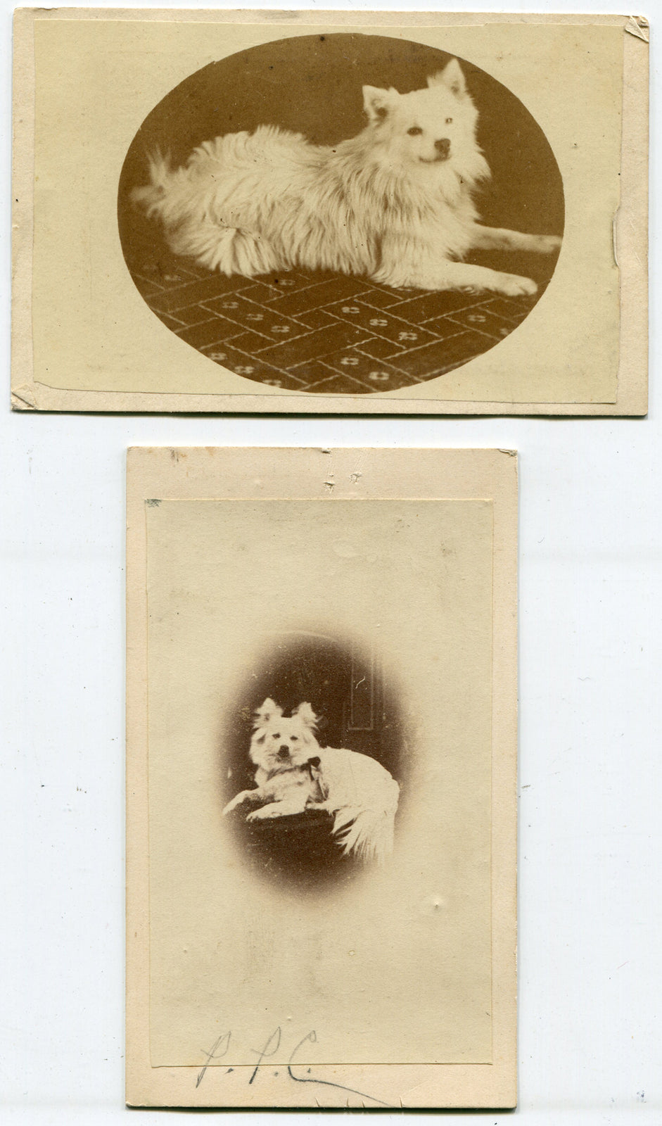 FURRY WHITE DOG POSED ON ORNATE CHAIR. CDV, TWO SET. SURREY, ENGLAND.