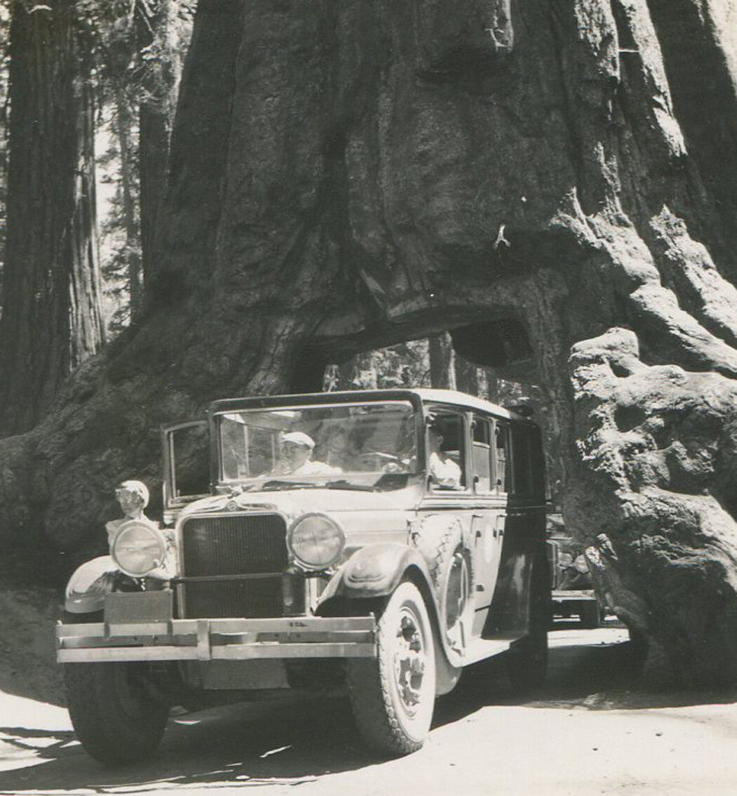 YOSEMITE CAR DRIVING THROUGH REDWOOD TREE. VINTAGE B W PRINT. 1940.
