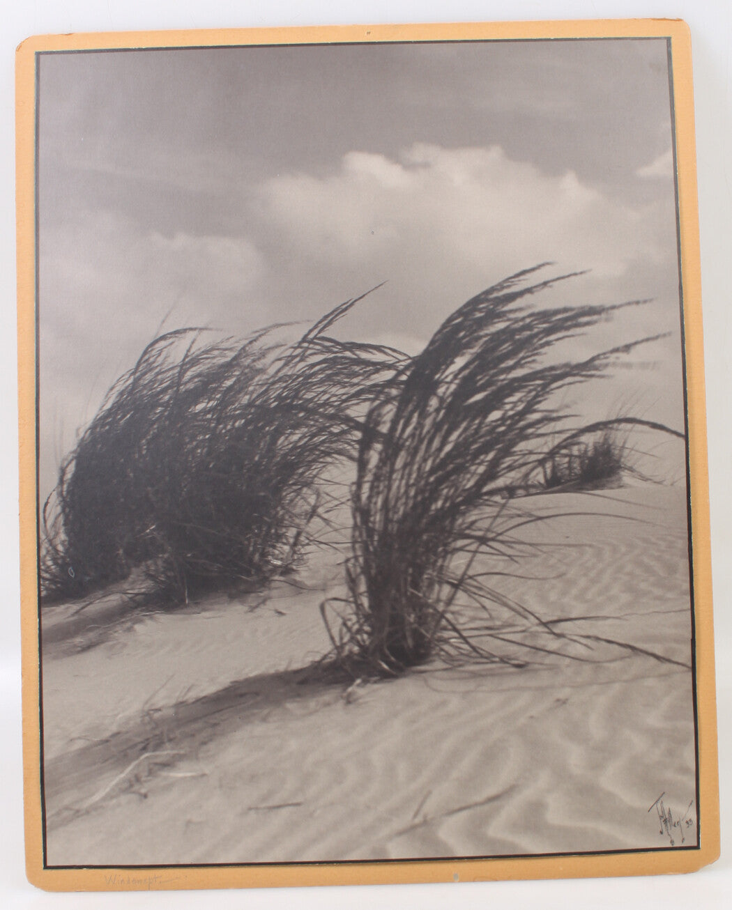 Windswept Beach Grass Silver Print 20x16 Vintage Photo Mounted 16x20 Board