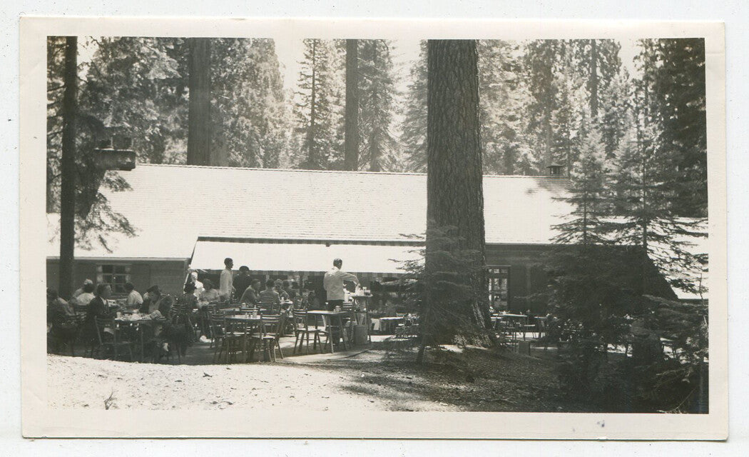 YOSEMITE BIG TREE INN, 1940-40. VINTAGE B W PRINT.
