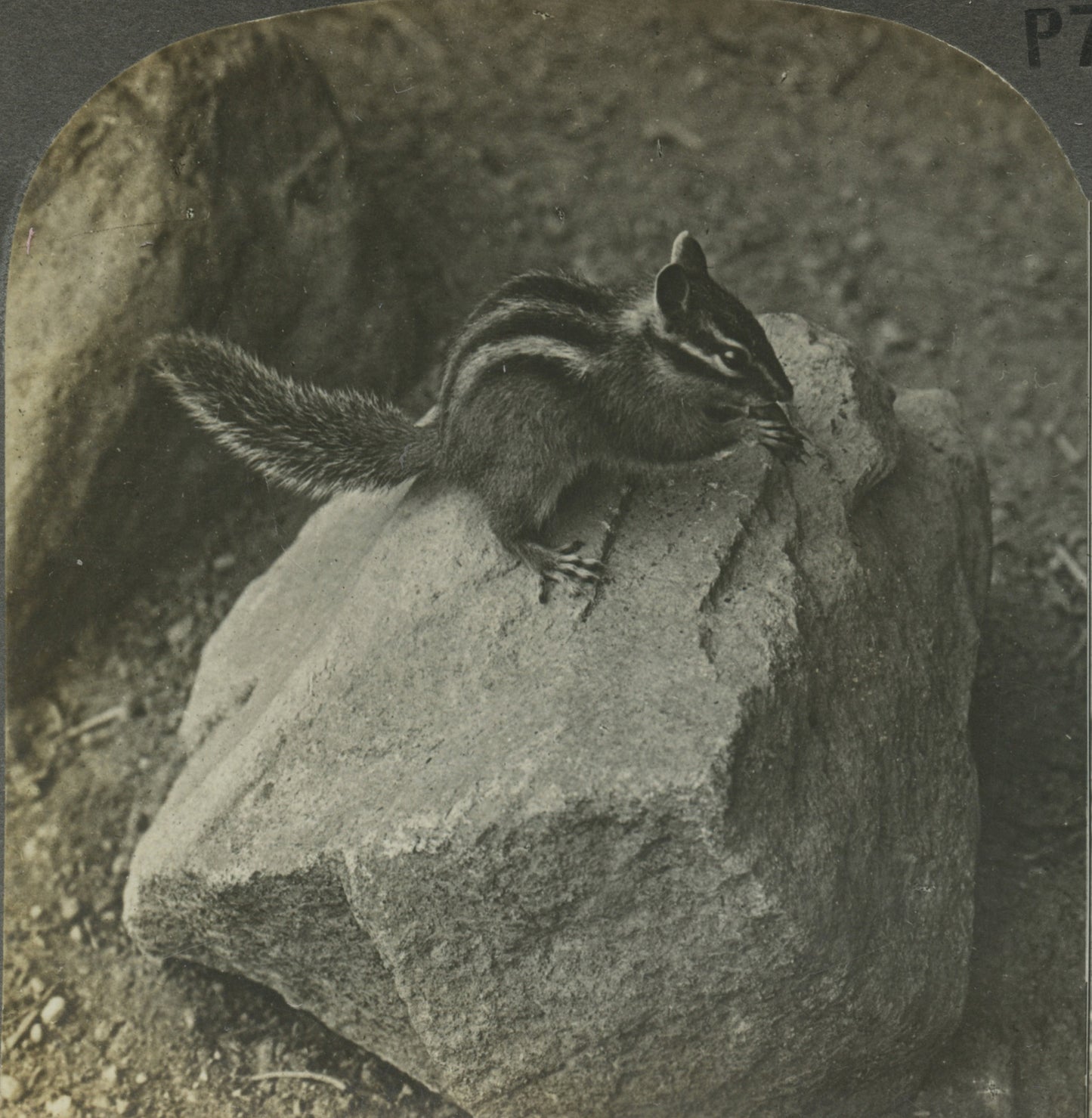 WILDLIFE/NATURE, CHIPMUNK IN NATURAL HABITAT, VINT PHOTO