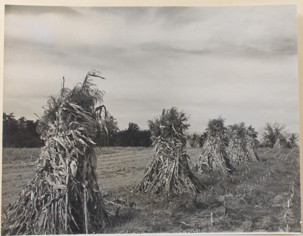 Vintage 11x14 Silver Print Photograph Haunted Corn Stocks On The Move Ready To Attack