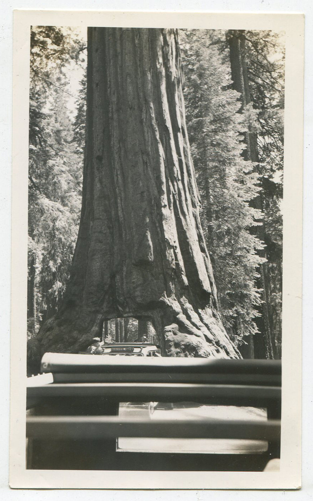 Vintage Yosemite Car Driving Through Redwood Tree Photo - 1940s B&W Original Print, 2.75x4.5in