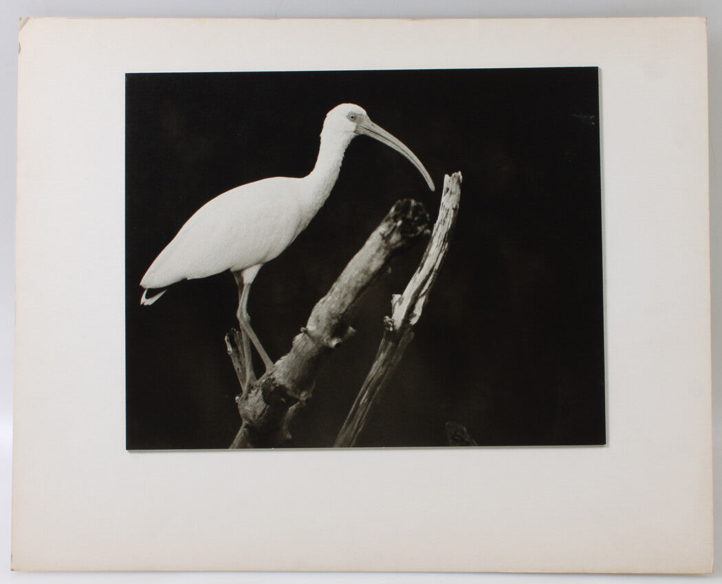 Vintage photograph: Egret against stark backdrop - 11x14 silver gelatin print on 16x20 mount, wildlife wall art
