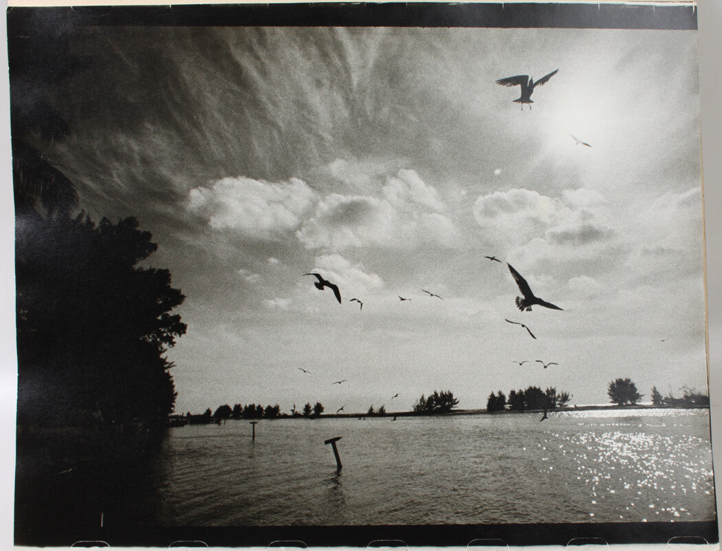BIRDS TAKE FLIGHT AT WATERS EDGE. 16 X 20 SILVER PRINT.