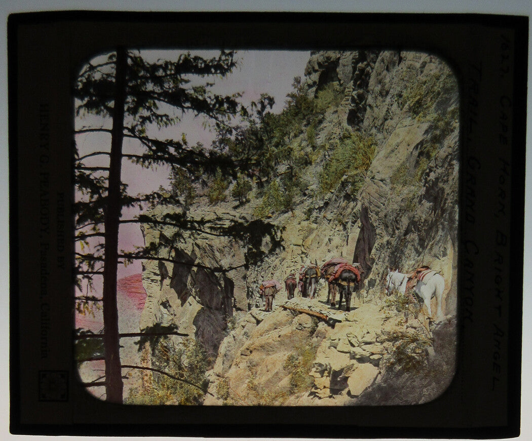 ANIMAL TRAIN, BRIGHT ANGEL TRAIL, GRAND CANYON. PHOTO ON GLASS, HAND COLORED.