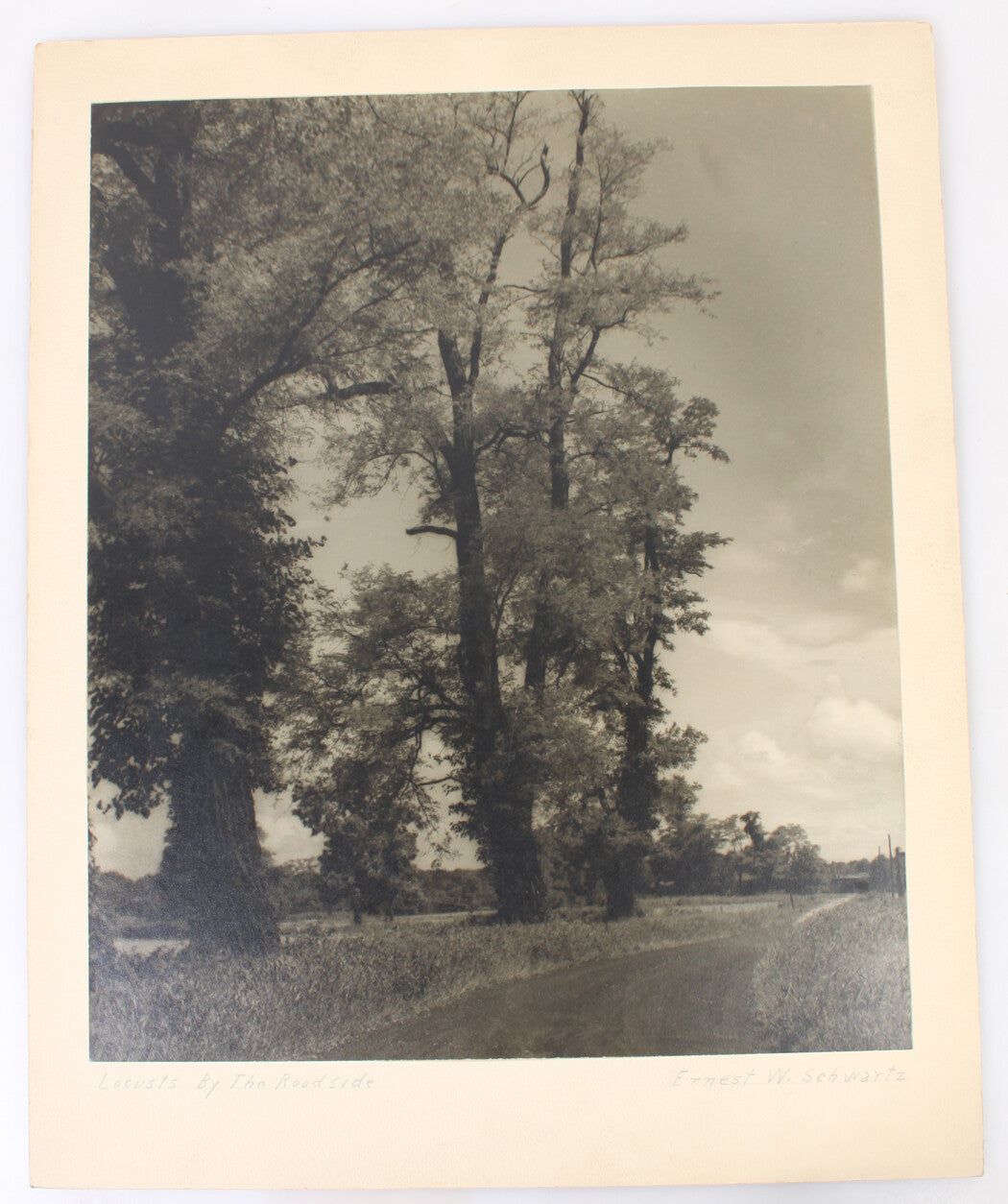 Locusts by the Roadside - Ernest W. Schwartz Photographer, Silver Print