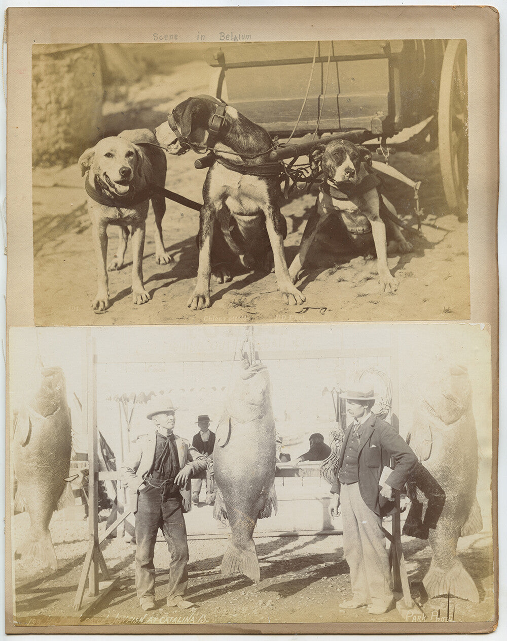 FISHERMAN + GIANT FISH, DOGS OF BELGIUM + BORROWDALE, VINT PHOTOS