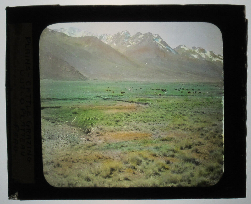 Vintage Cattle Grazing Photo on Glass - Cuzco Plateau, Peru Lantern Slide, 3.25 x 4 in