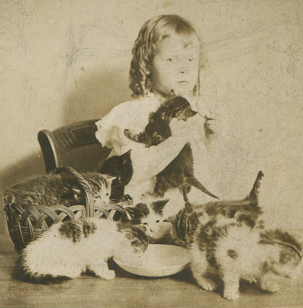 SURPRISED YOUNG GIRL WITH AN INTRIGUE OF KITTENS. STEREOVIEW.