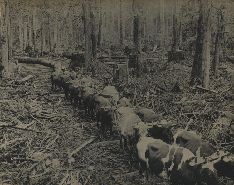 RUSTIC ANTIQUE PHOTO LOGGING. VANCOUVER,B.C. SILVER PRINT.
