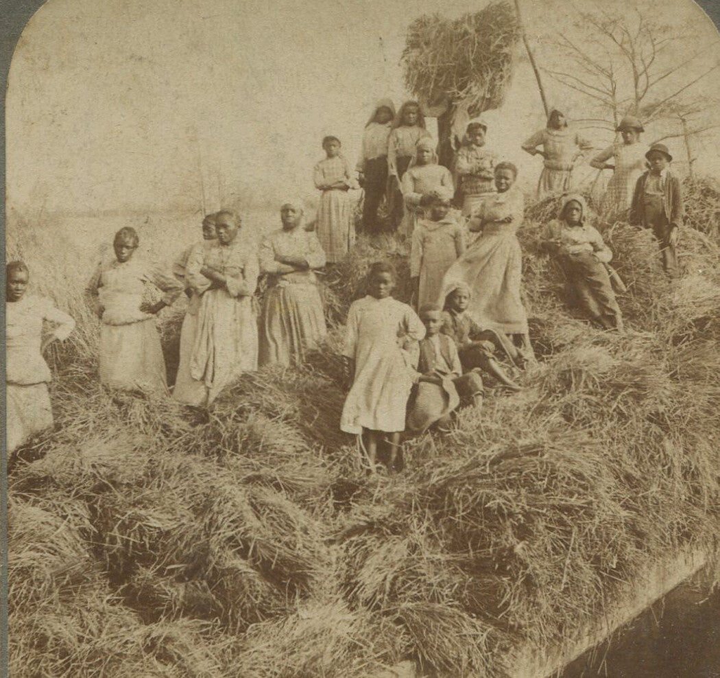 AFRICAN AMERICAN WOMEN, CHILDREN DOING FIELD LABOR. STEREOVIEW.