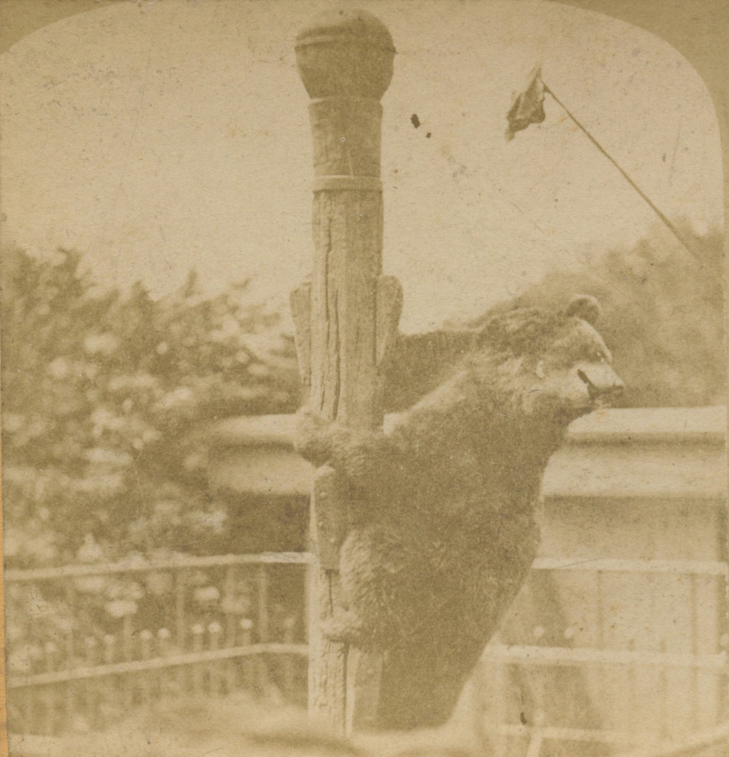 WILDLIFE/ANIMALS, BEAR, VINT PHOTO