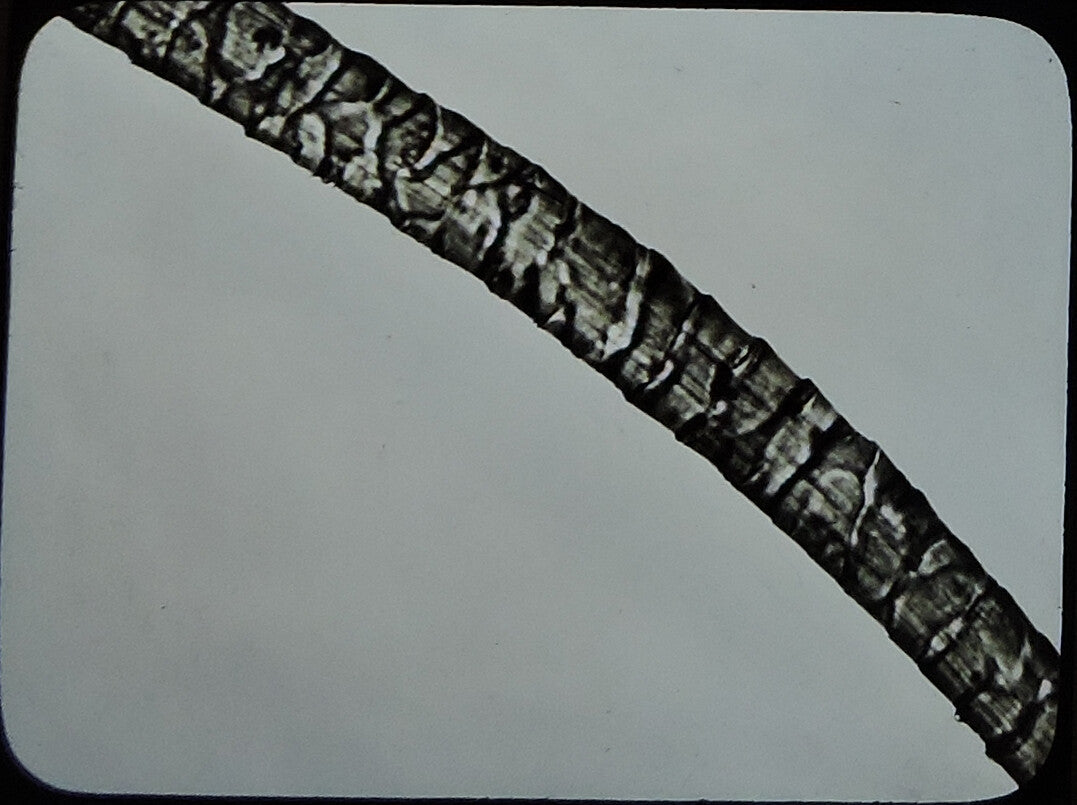 MICROSCOPIC CLOSEUP ANIMAL? HAIR, ANTIQUE PHOTO ON GLASS