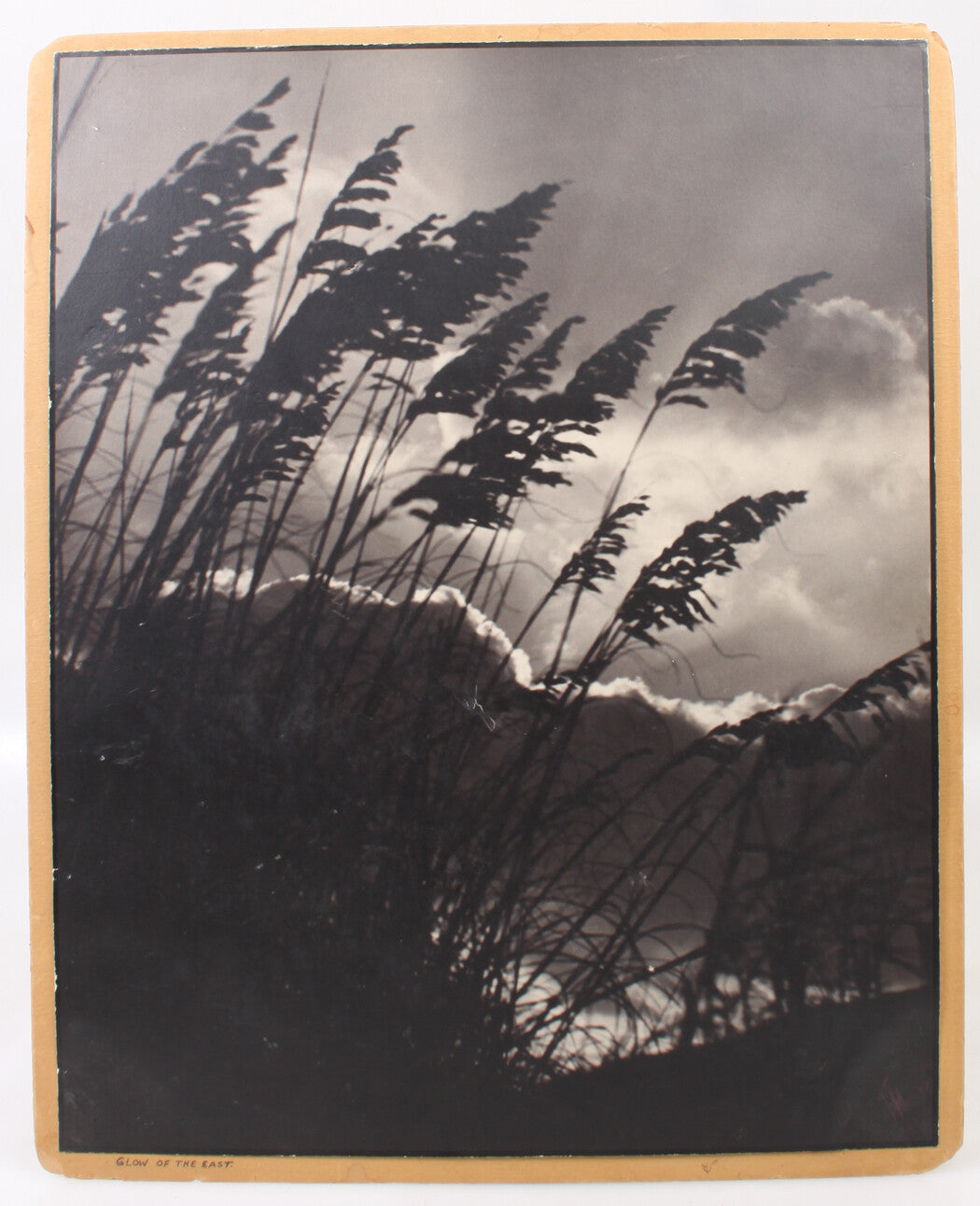 Vintage 20x16 Silver Print Photograph Mounted on 16x20 Board Beach Grass