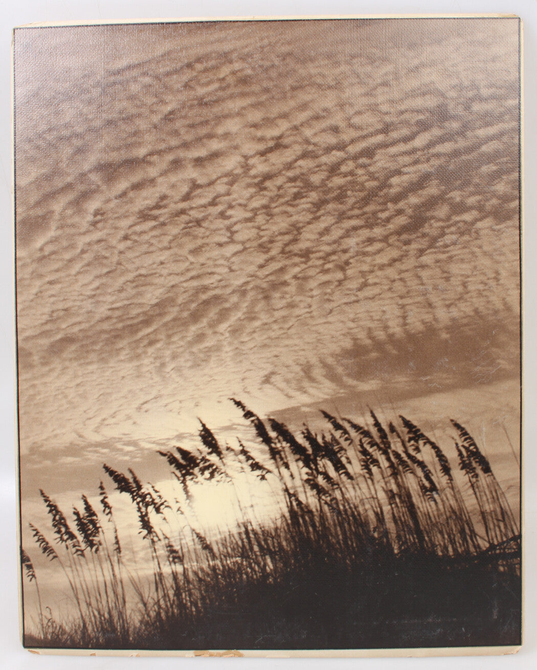 Beach Grass Against Stratocumulus Cloudscape 16x20in Silver Gelatin Print