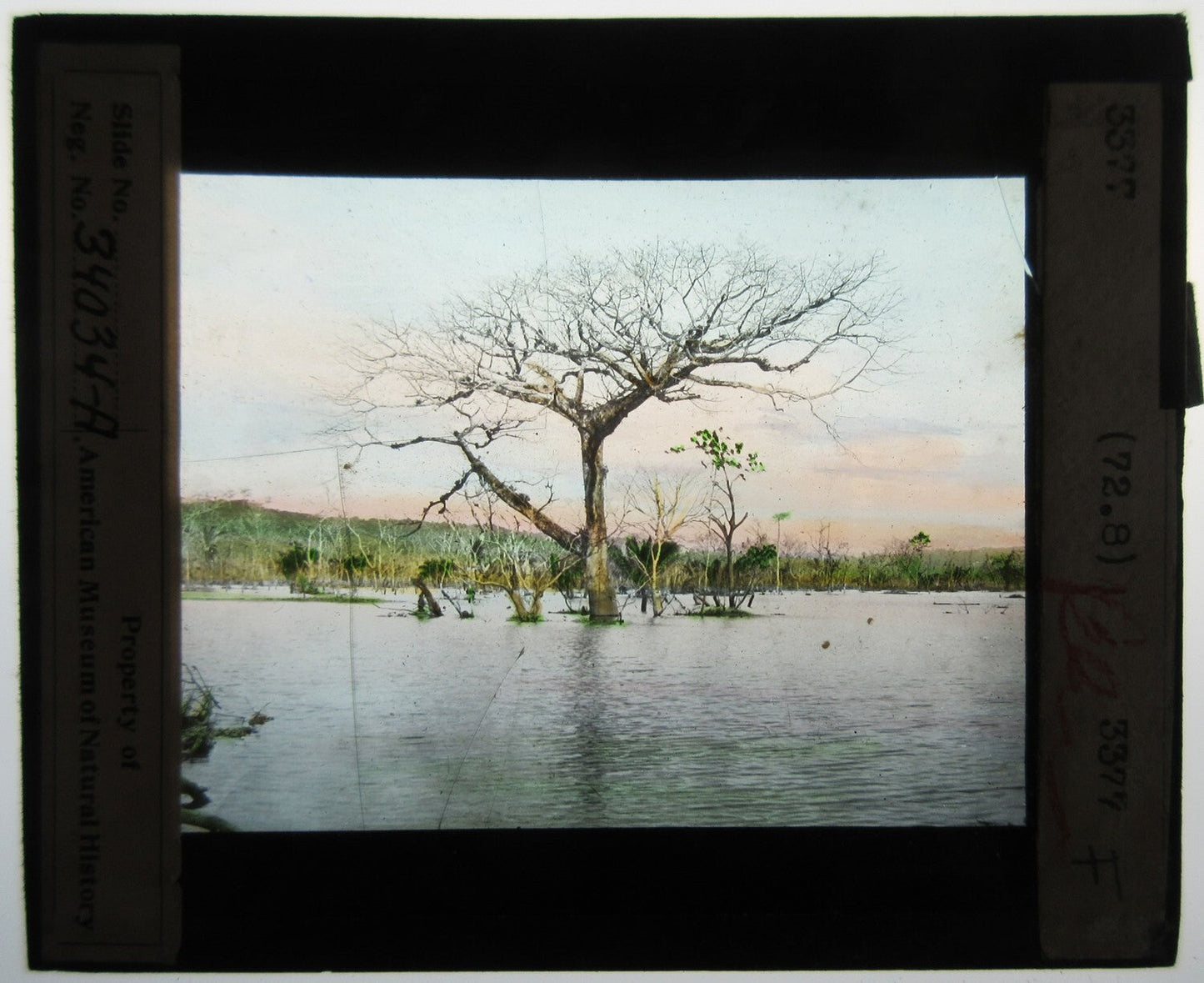 Vintage Cajun Lake with Vegetation - Hand-Colored Photo on Glass Lantern Slide, Cracked, Missing Piece, Original