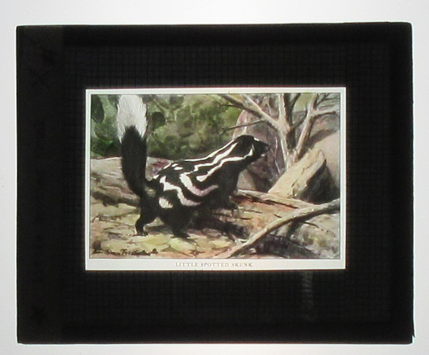 Vintage hand-colored glass photo: Spotted Skunk, tinted lantern slide, 3.25x4 in, authentic original