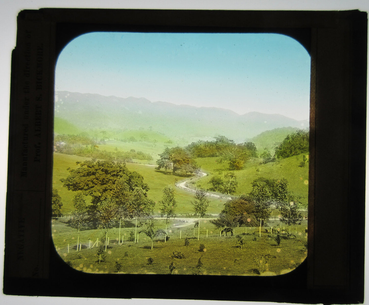 BEAUTIFUL PASTURE SCENE W/GRAZING HORSES. TINTED LANTERN SLIDE.
