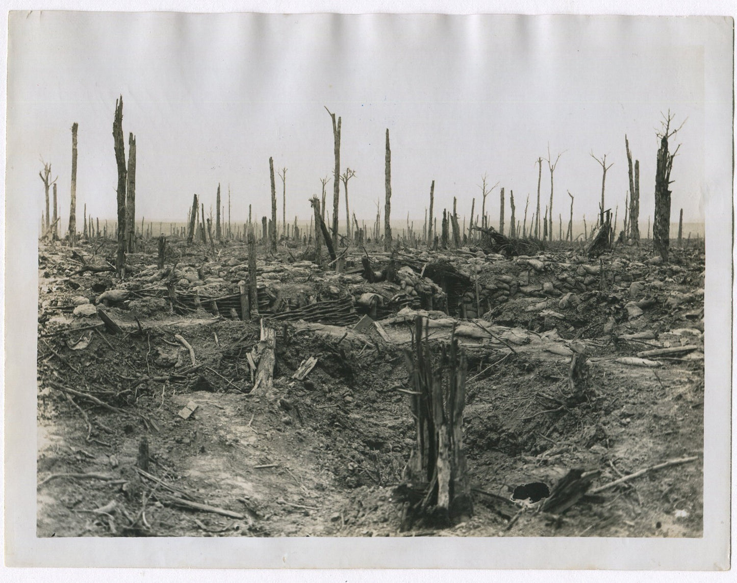 BATTLE AFTERMATH, EVERY TREE IS DESTROYED. WWI. (8x10 REPRINT)
