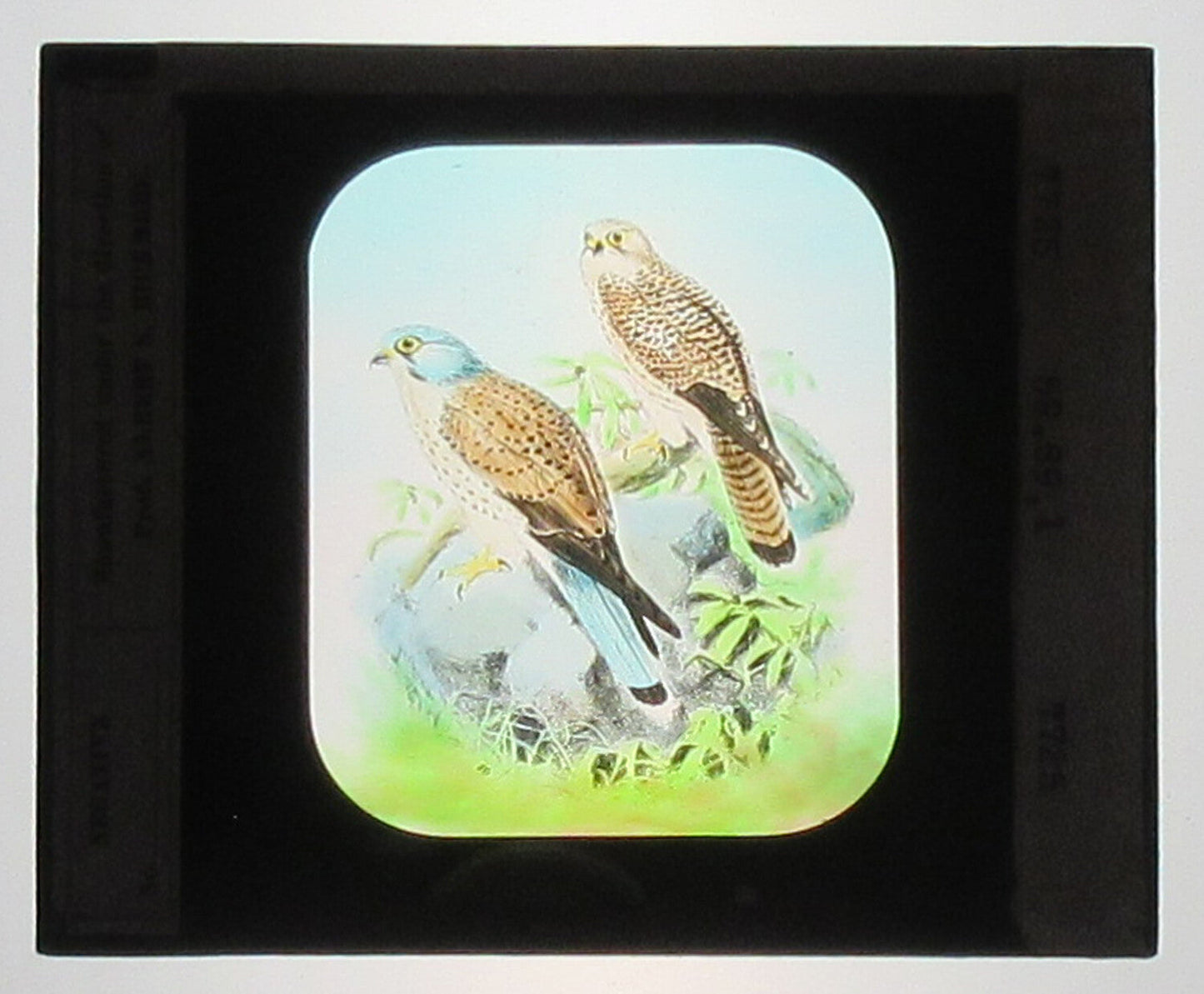 Vintage Hand-Colored Glass Photo on Tint Lantern Slide - Sparrow Hawk Falco Bird Art, 3.25 x 4 in