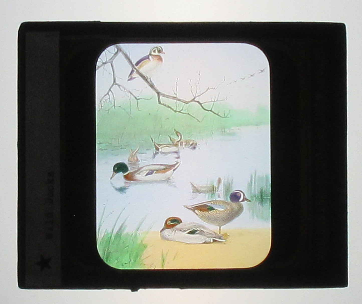 WILD DUCKS. ARTWORK. HAND COLORED PHOTO ON GLASS. TINTED LANTERN SLIDE.