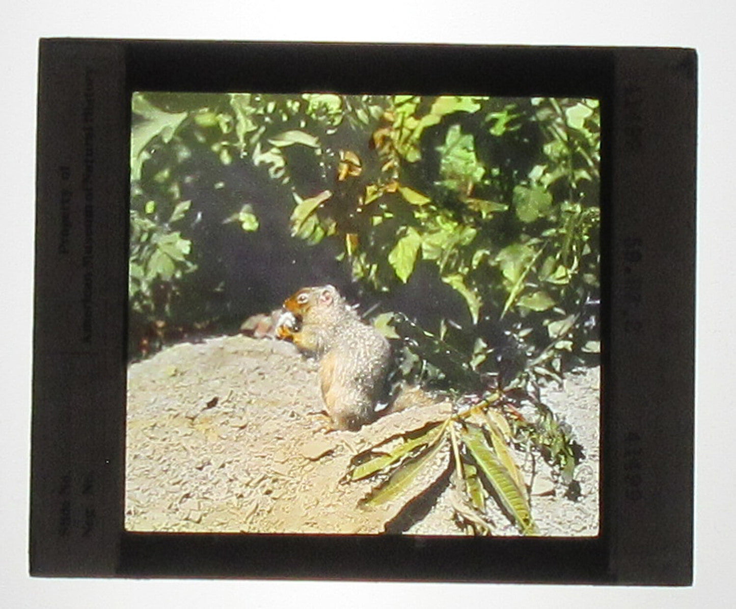 Vintage Hand-Colored Glass Lantern Slide: Columbian Ground Squirrel, 3.25 x 4
