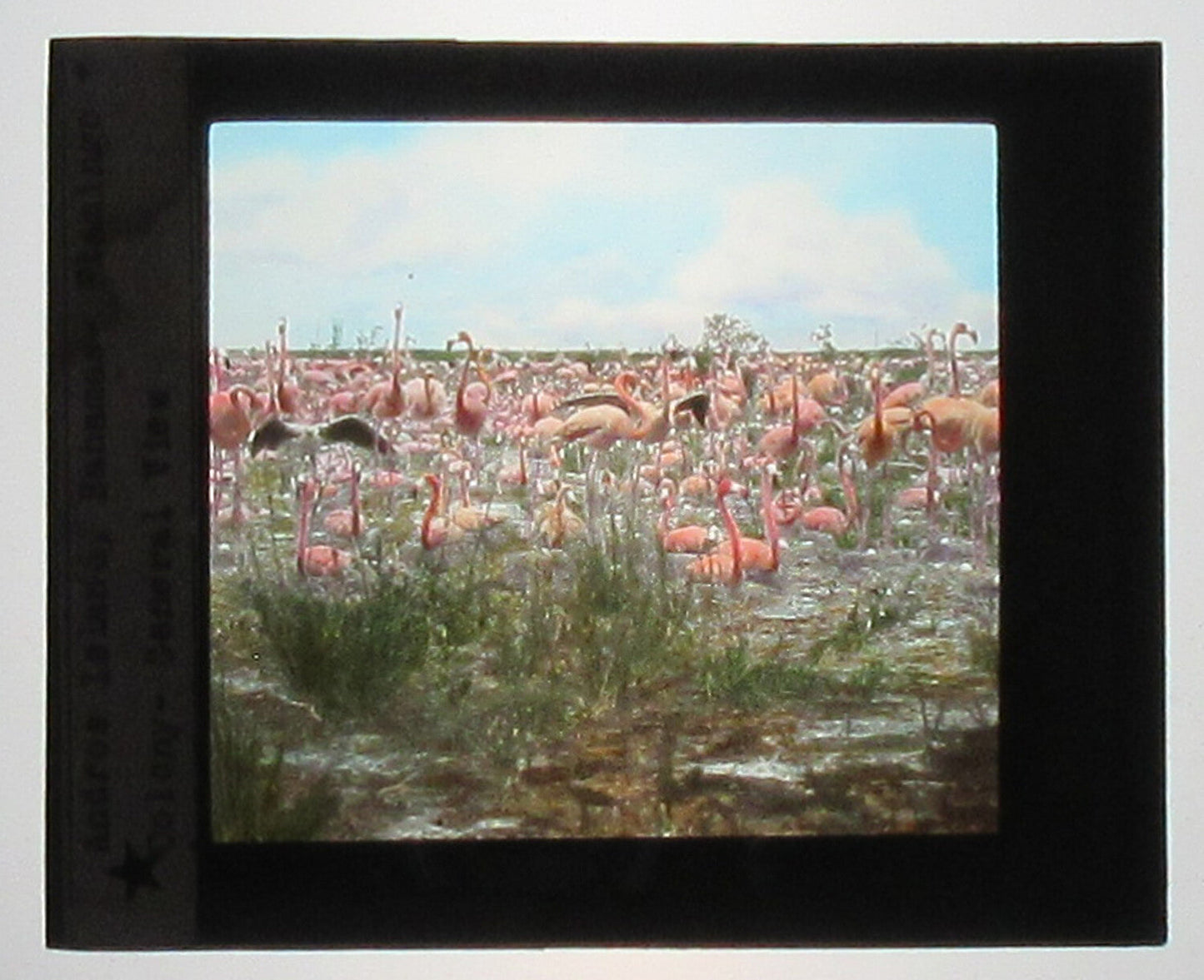 Vintage Flamingo Colony Hand-Colored Glass Photo on Lantern Slide, Tinted, 3.25x4 in