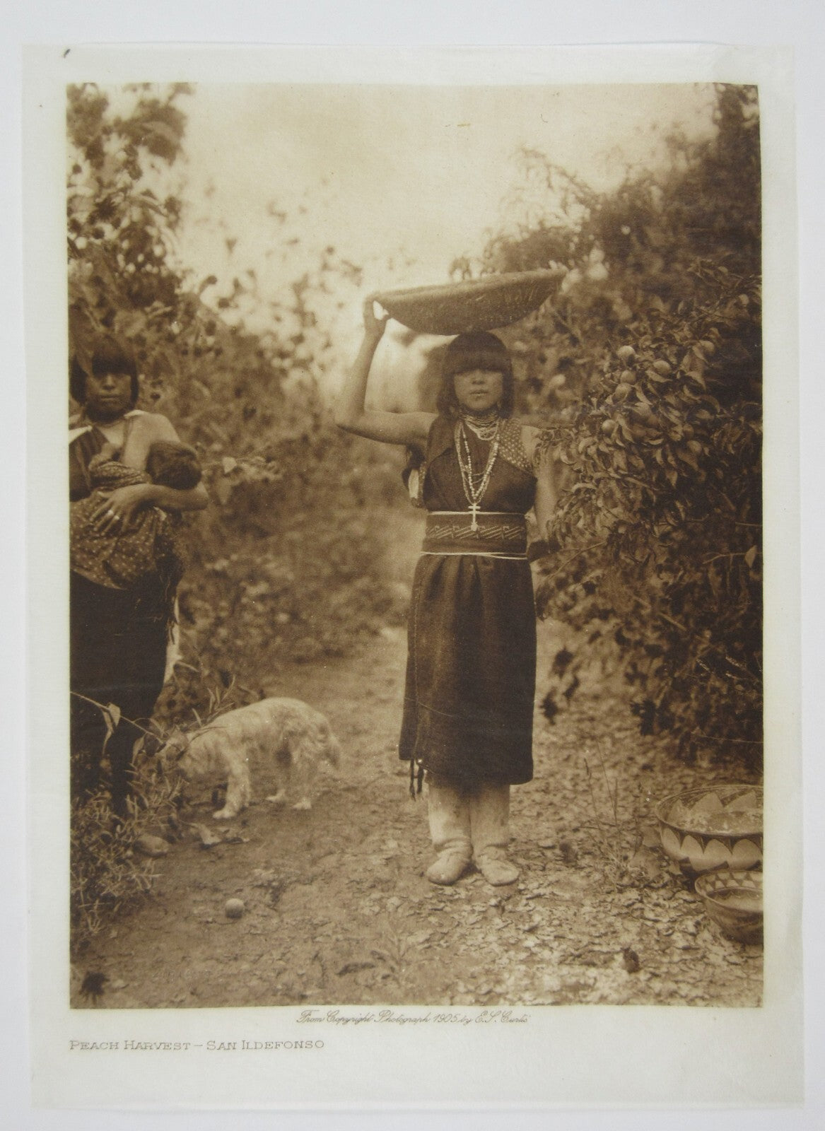 NATIVE AMERICAN WOMAN, PEACH HARVEST BY EDWARD CURTIS,1905.8.5X6 PHOTOGRAVURE