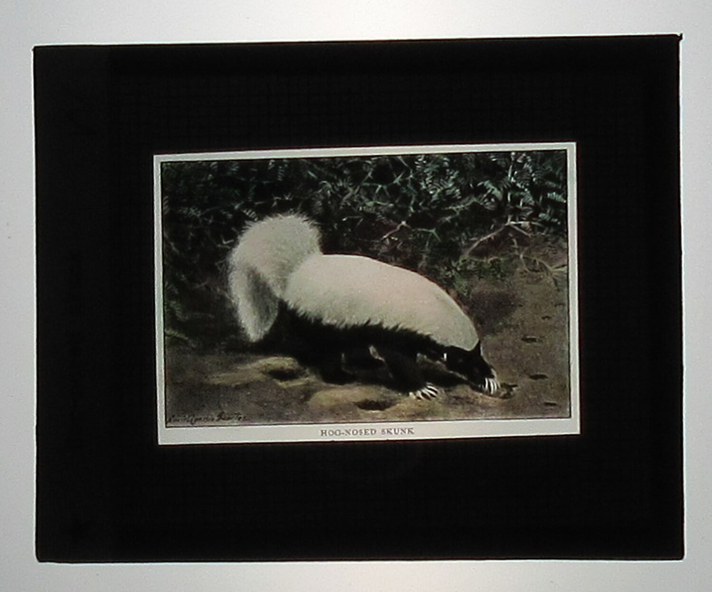 Vintage Hand-Tinted Glass Photo: Hog-Nosed Skunk, Lantern Slide, 3.25 x 4 in, Original Wear