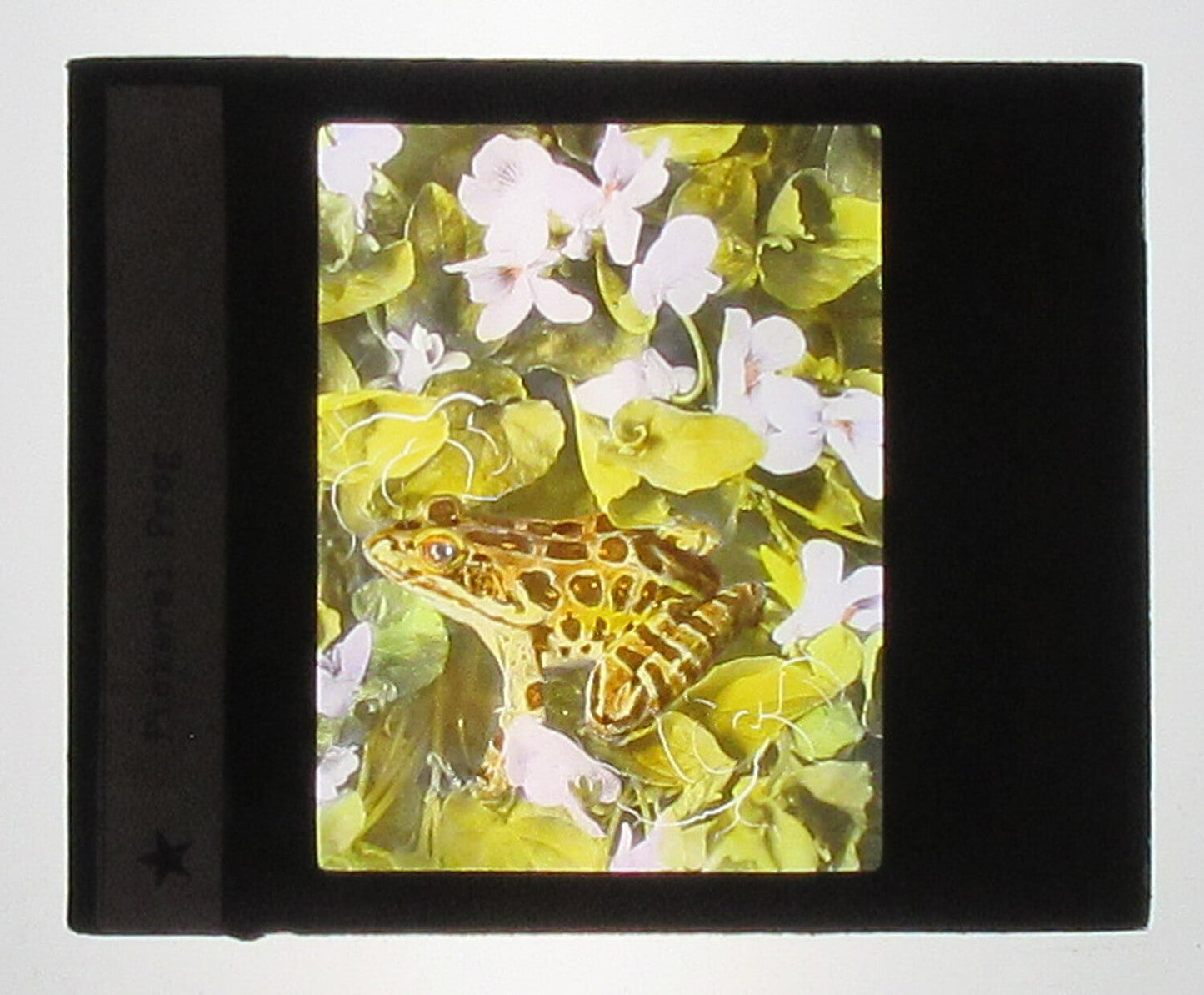 Vintage Pickerel Frog Hand-Colored Photo on Glass, Tinted Lantern Slide, 3.25x4 in