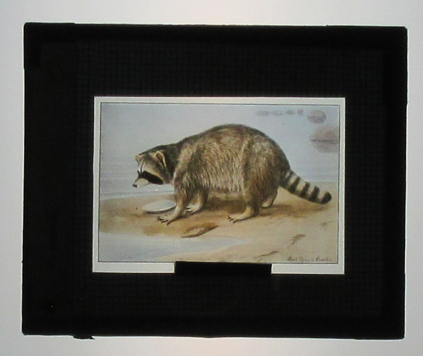 RACOON AKA TRASH PANDA. ARTWORK. HAND COLORED PHOTO ON GLASS.