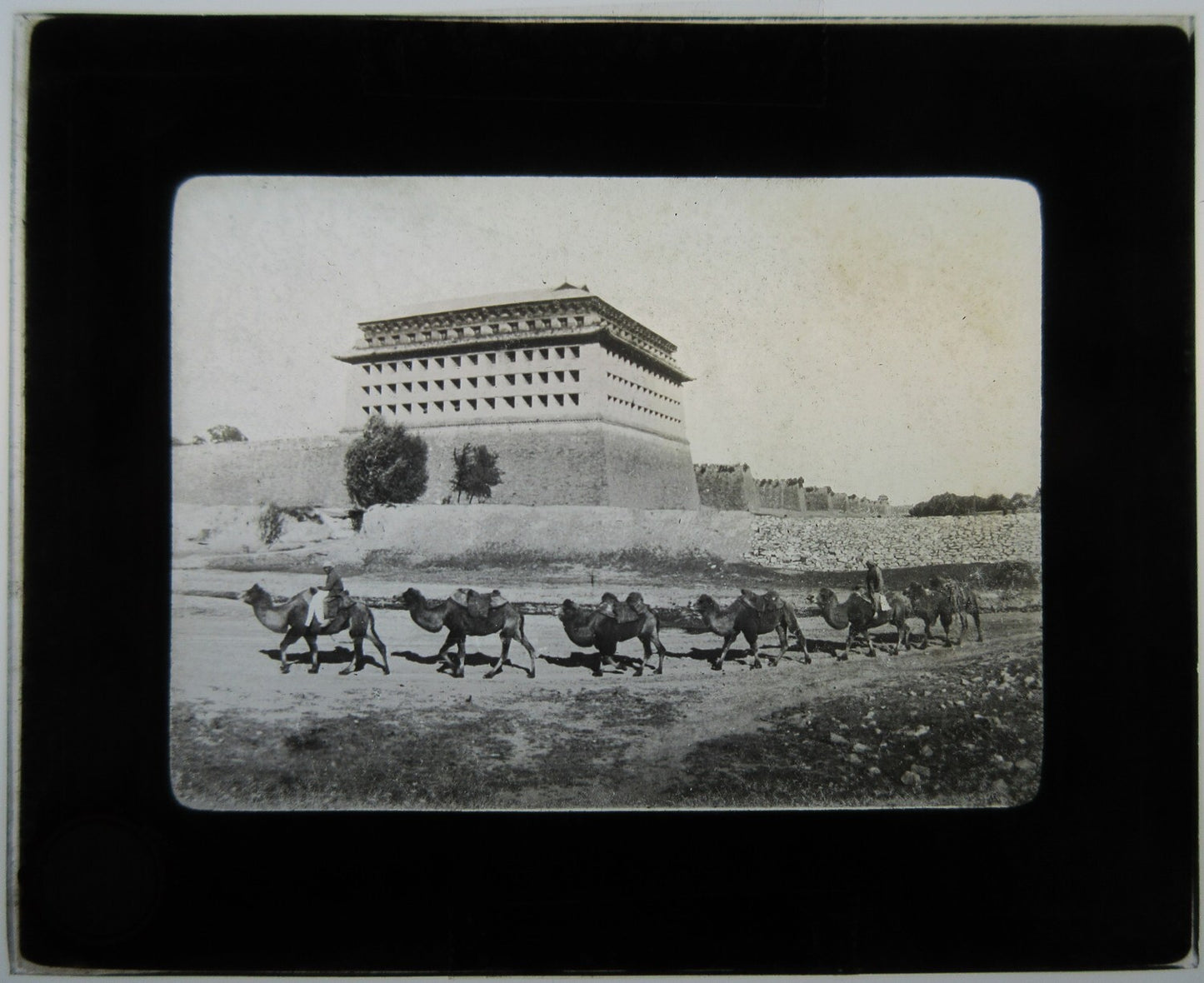 CAMELS PASSING LARGE BUILDING. PHOTO ON GLASS. LANTERN SLIDE.