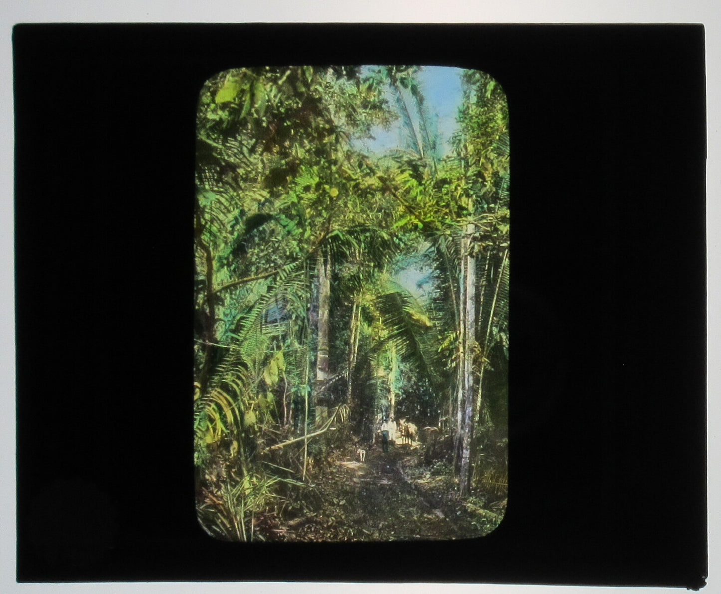 BOSQUE DE RODRIGUES ALVES. PARA, BRAZIL.TINTED PHOTO ON GLASS.