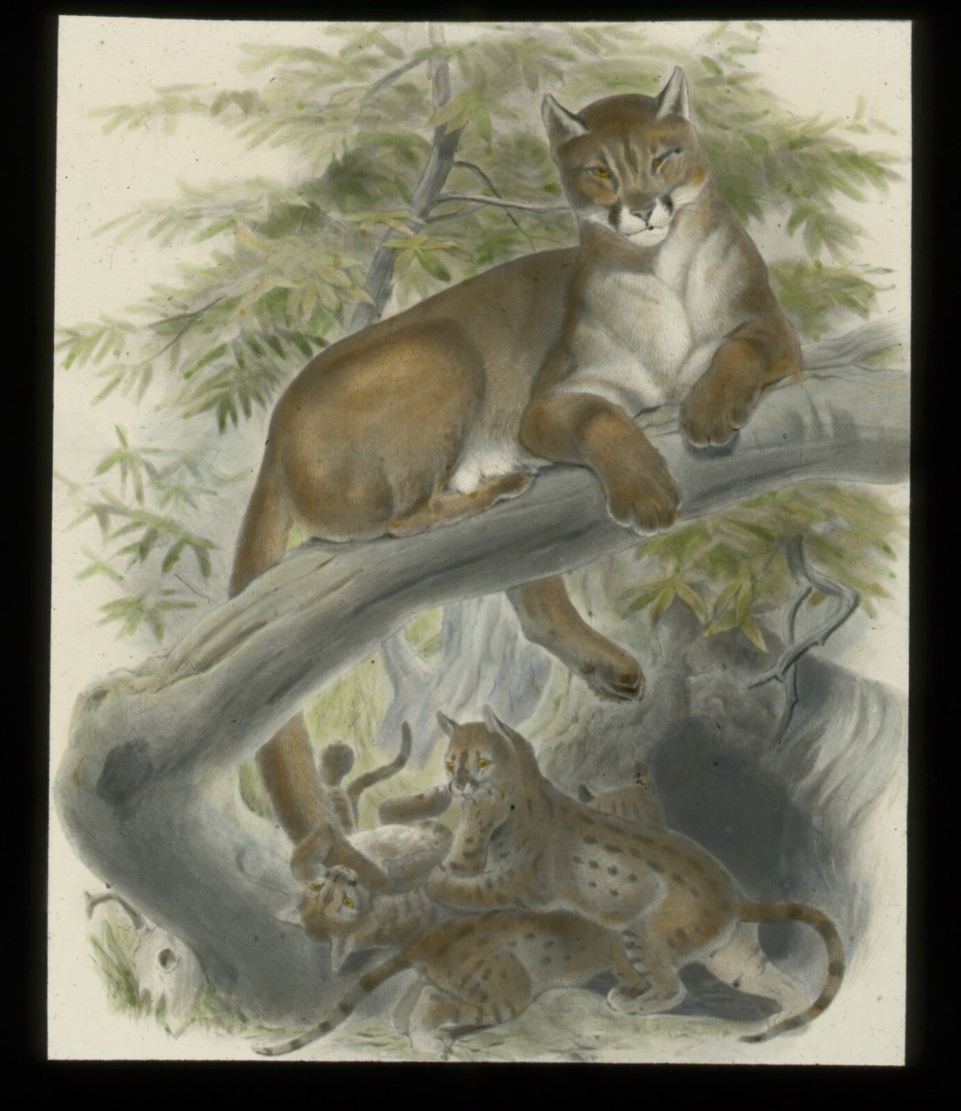 Vintage Lantern Slide: Hand Tinted: American Cougar with pups 3.25 x 4 in