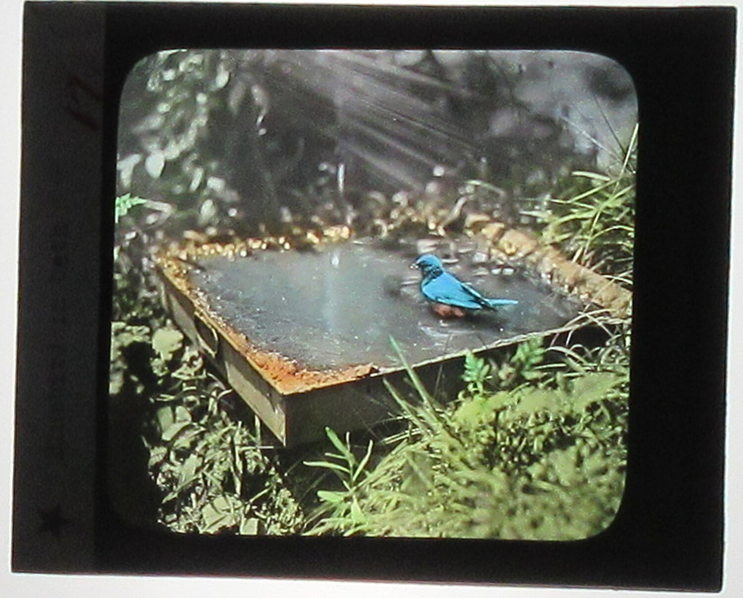 BLUE BIRD ENJOYING A BATH. HAND COLORED PHOTO ON GLASS.