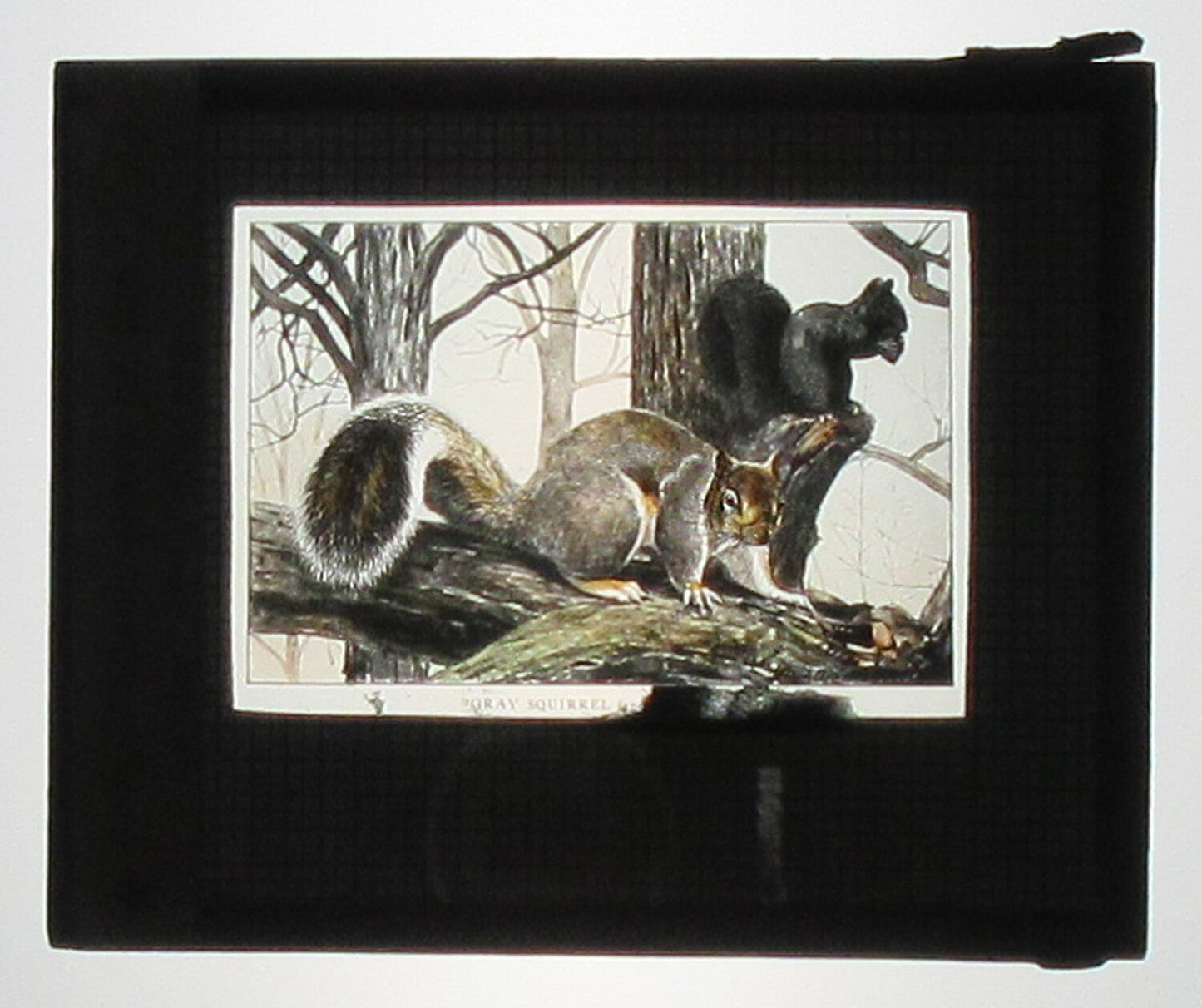 Vintage Hand-Colored Photo on Glass: Gray & Black Ground Squirrel Artwork,