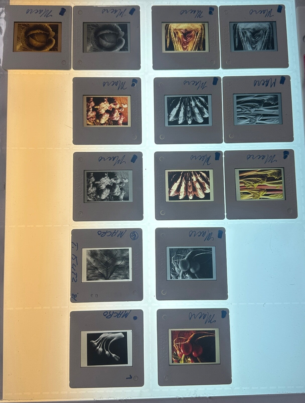 Professional Photographers "MACRO?Pinhole/Still Life" 35mm Slides Lot of 70+