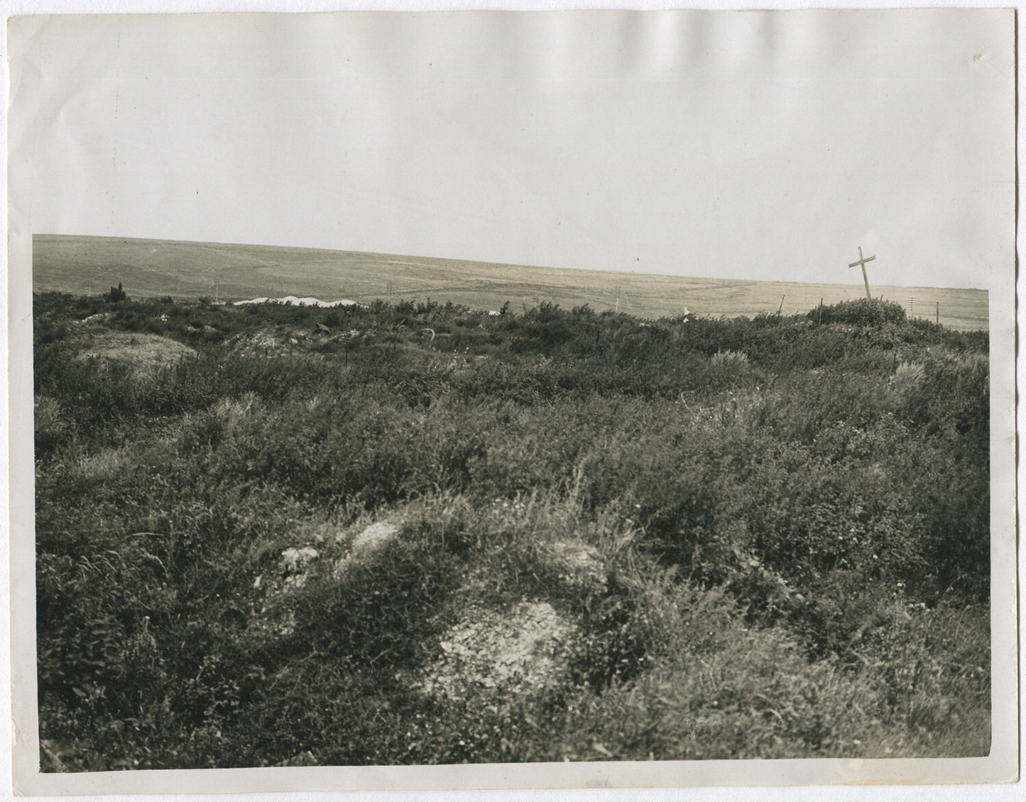 NATURE TAKES OVER WHERE THE VILLAGE OF LA BOISSELLE ONCE STOOD. (8x10 REPRINT)