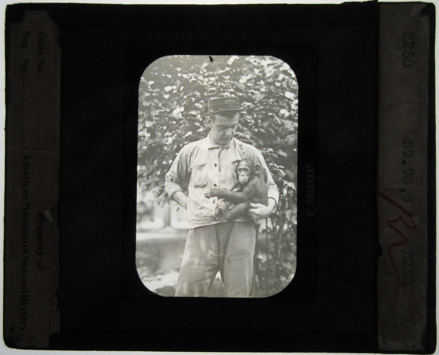 Vintage Lantern Slide: Man Holding Chimpanzee on Glass, Authentic Original Photo 3.25x3.5 in