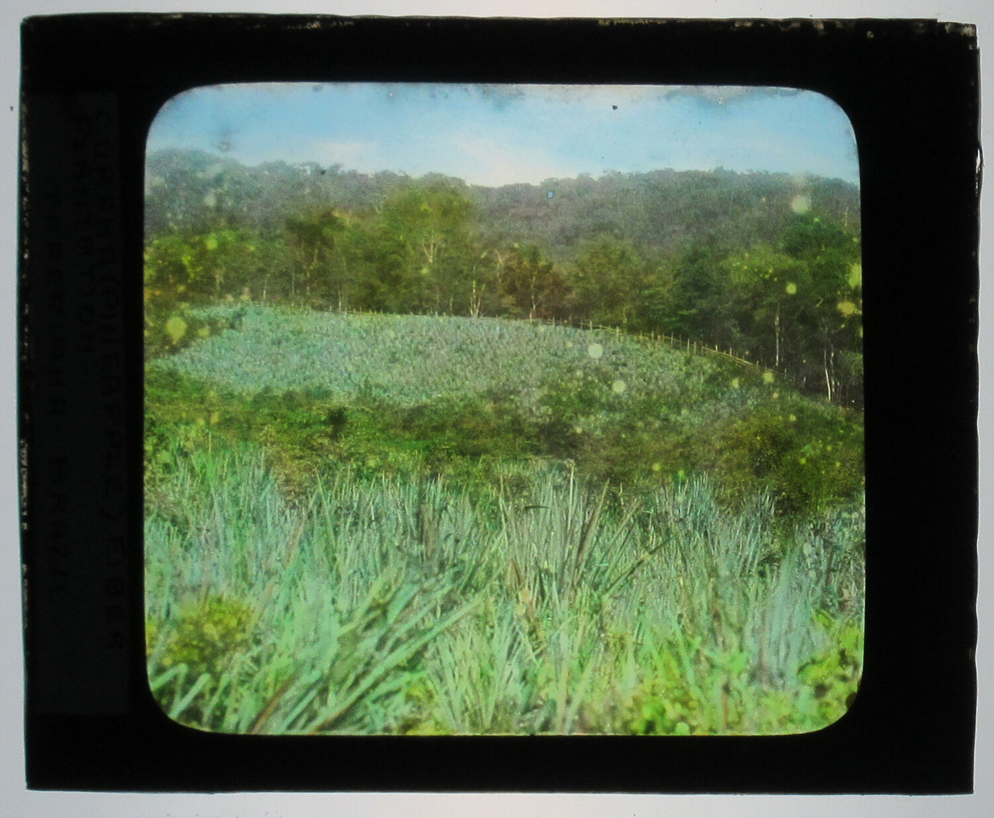Vintage Pineapple Fiber Plantation Brazil - Original Tinted Hand-Colored Photo on Glass Lantern Slide (3.25x4 in)