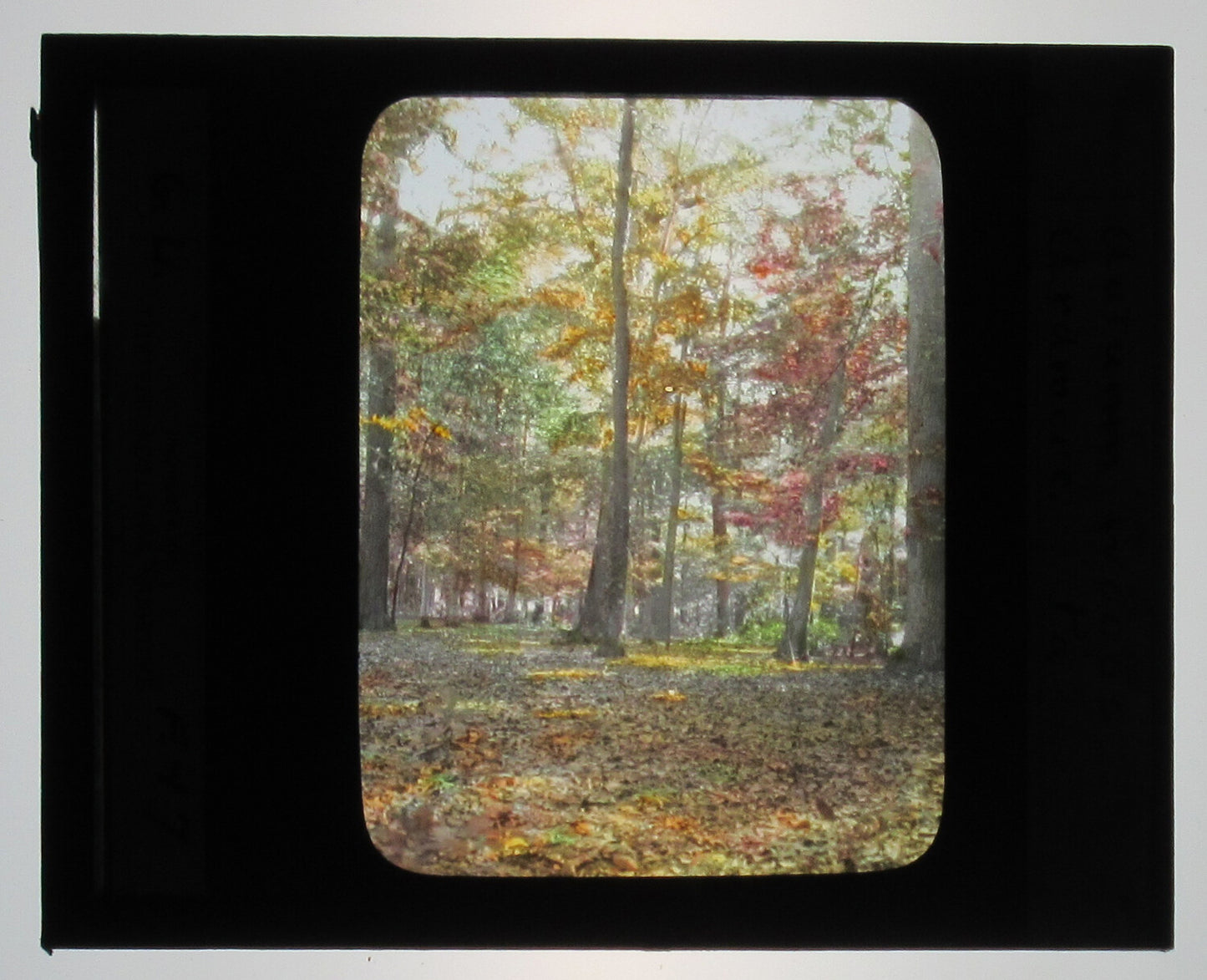 AUTUMN WOODS. ARDMORE, PA. TINTED PHOTO ON GLASS. HAND COLORED PHOTO ON GLASS.