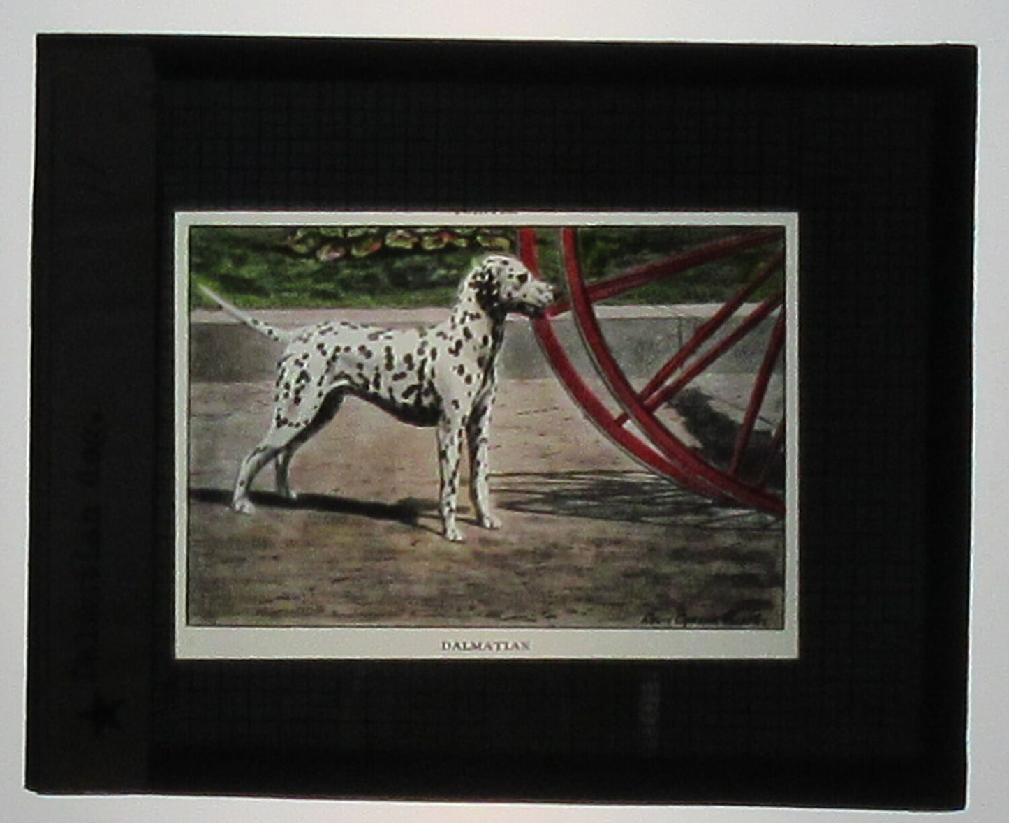Vintage Dalmatian Hand-Colored Photo on Glass - Lantern Slide, Original, 3.25x4 in, Wear