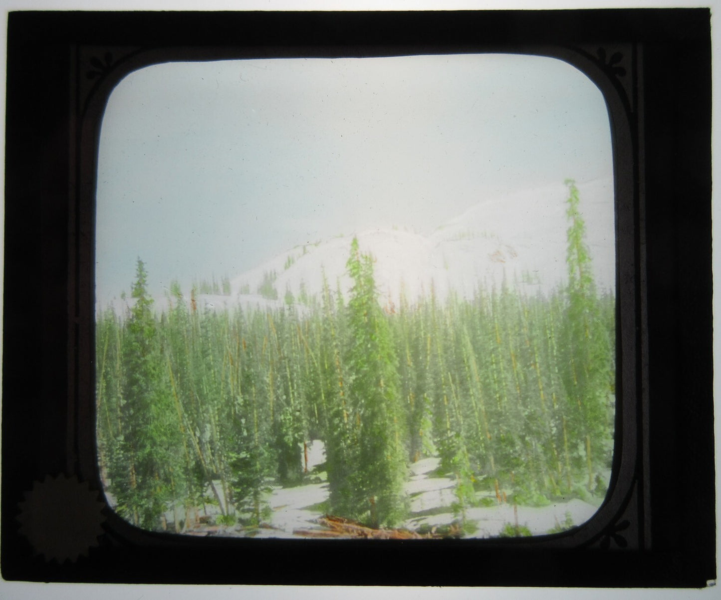 TALL PINES, WINTER SCENT. HAND COLORED LANTERN SLIDE.