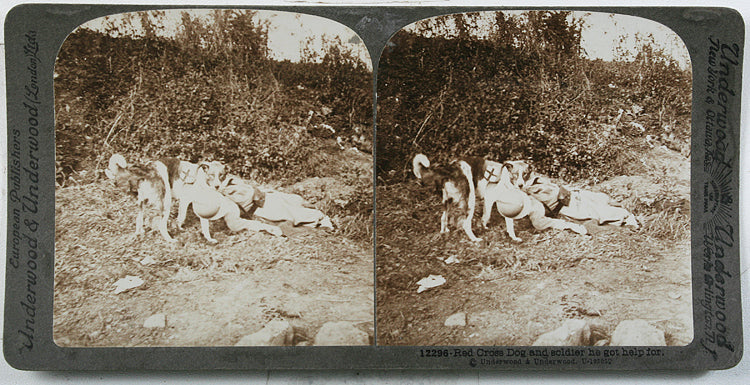 Red Cross Dog, Stereoview