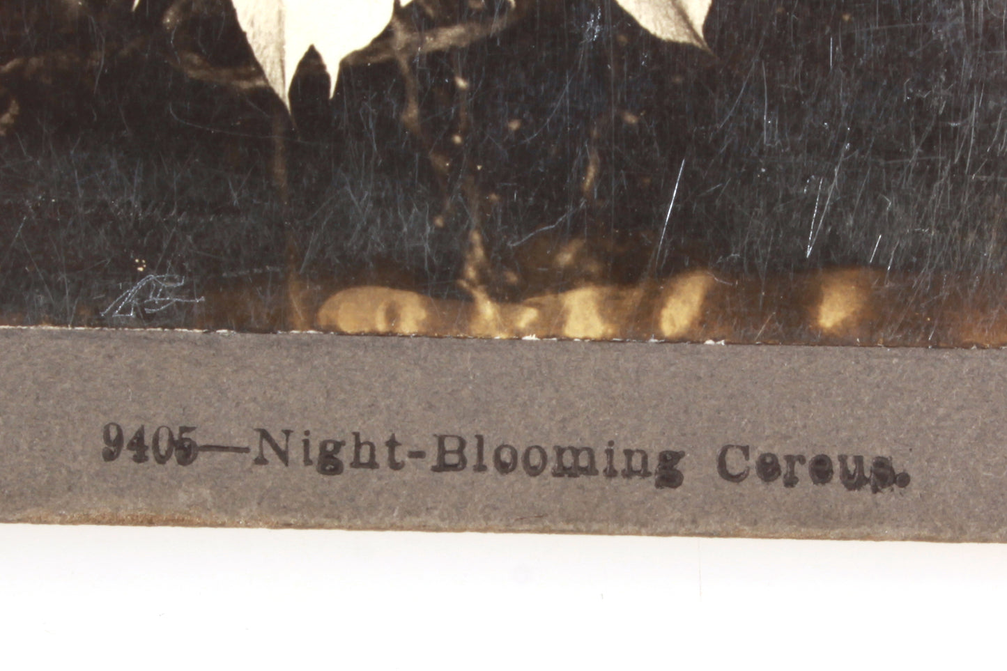 Stereoview Card - Cereus Flower